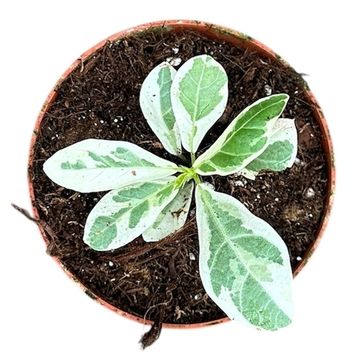 Ficus lyrata 'Variegata'