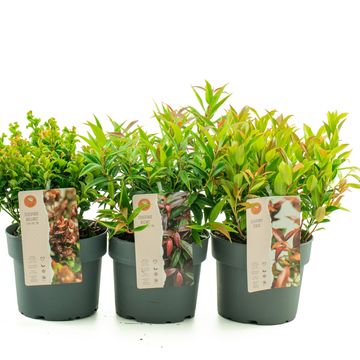 Leucothoe axillaris MIX