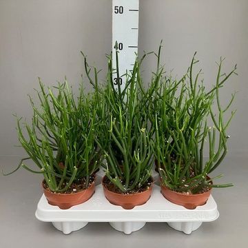 Euphorbia tirucalli
