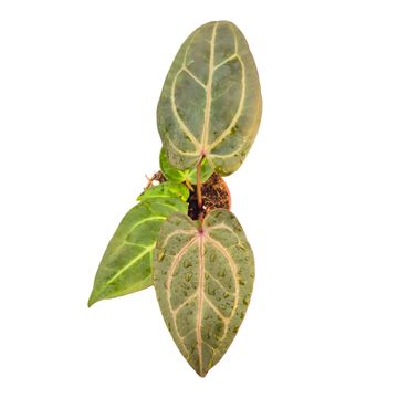 Anthurium DocBlock Anthurium Dark & Handsome® '9' X Minerva® '20'