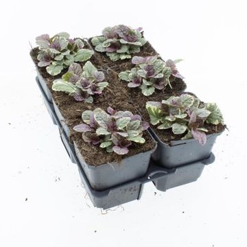 Ajuga reptans 'Burgundy Glow'