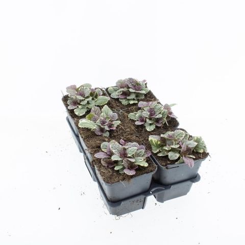 Ajuga reptans 'Burgundy Glow'