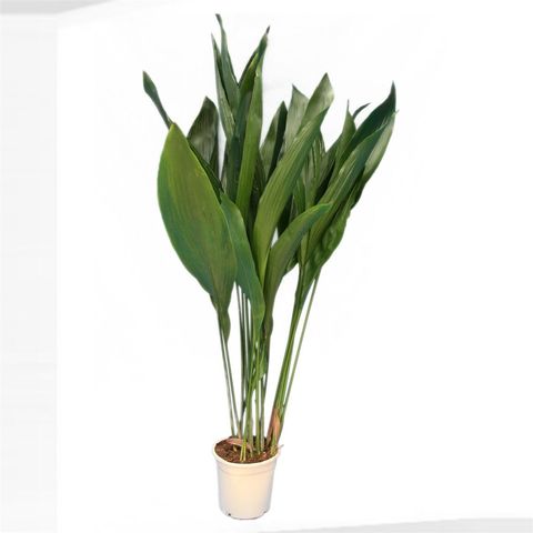 Aspidistra elatior