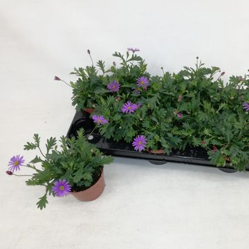 Brachyscome BRASCO VIOLET
