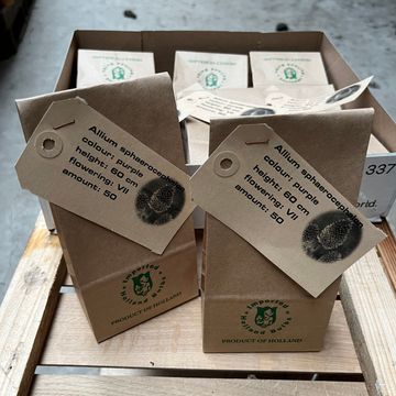 Allium sphaerocephalon