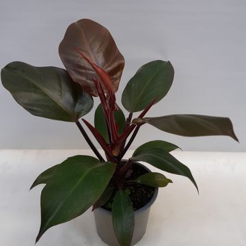 Philodendron 'McColley's Finale'