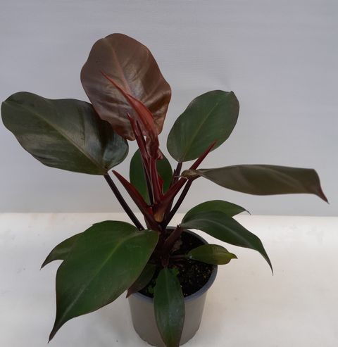Philodendron 'McColley's Finale'