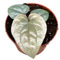 Anthurium luxurians