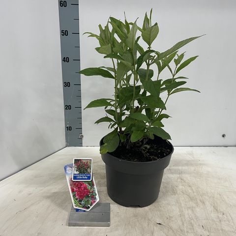 Buddleja davidii BUTTERFLY CANDY LITTLE RUBY