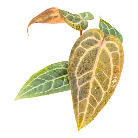 Anthurium DocBlock Anthurium Red Velvet Cake® '24' X Home Sweet Home® '32'