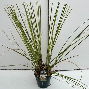 Cortaderia selloana MINIGOLDENPAMPAS