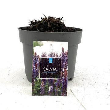 Salvia nemorosa BLUE BOUQUETTA
