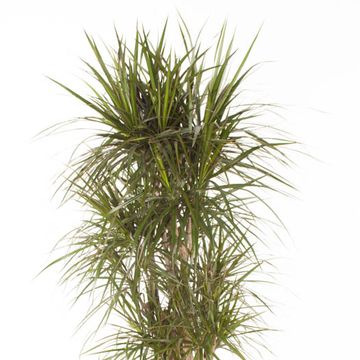 Dracaena marginata