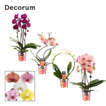 Phalaenopsis MIX