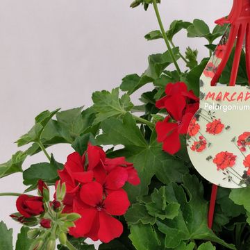 Pelargonium MARCADA DARK RED