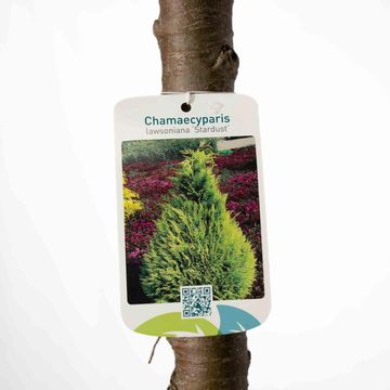 Chamaecyparis лавсониана 'Stardust'