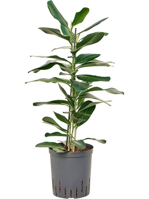 Ficus microcarpa SMILE