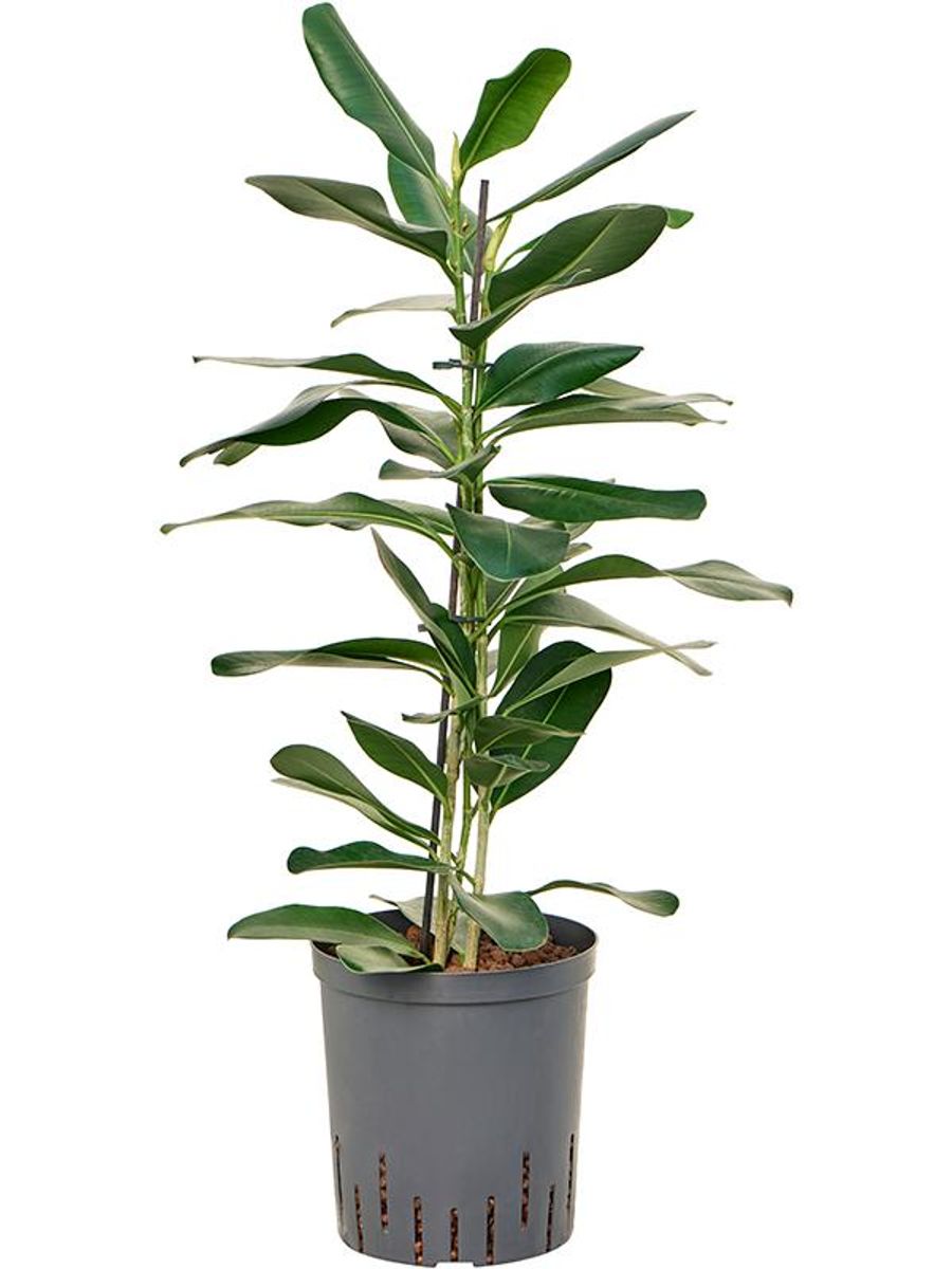 Ficus microcarpa SMILE — Plant Wholesale FlorAccess