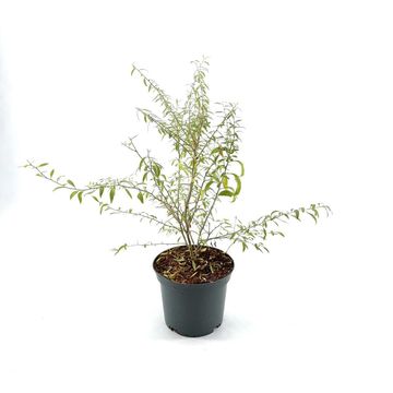 Lycium barbarum LITTLE GOJI