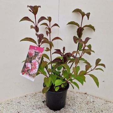 Viburnum x bodnantense 'Даун'