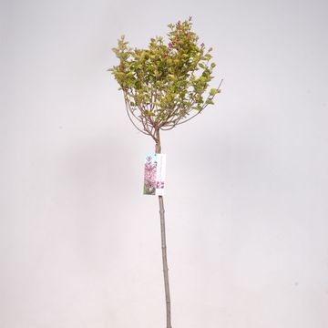 Syringa BLOOMERANG PINK PERFUME