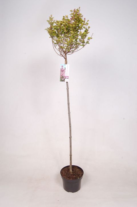 Syringa BLOOMERANG PINK PERFUME