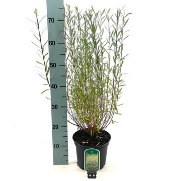 Salix purpurea 'Nana'