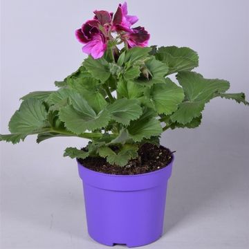 Pelargonium 'Elegance Judith'