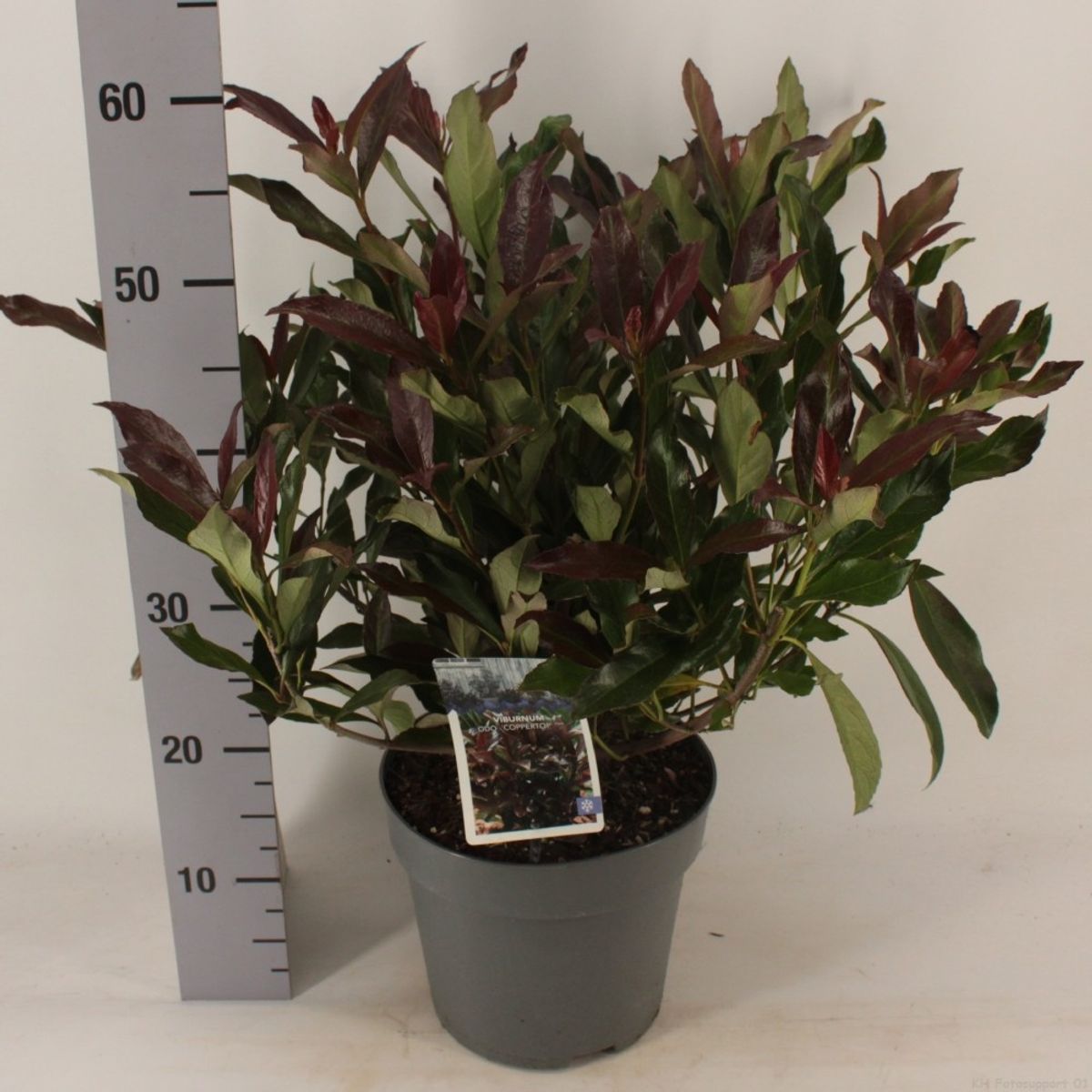 Viburnum odoratissimum COPPERTOP — Plant Wholesale FlorAccess