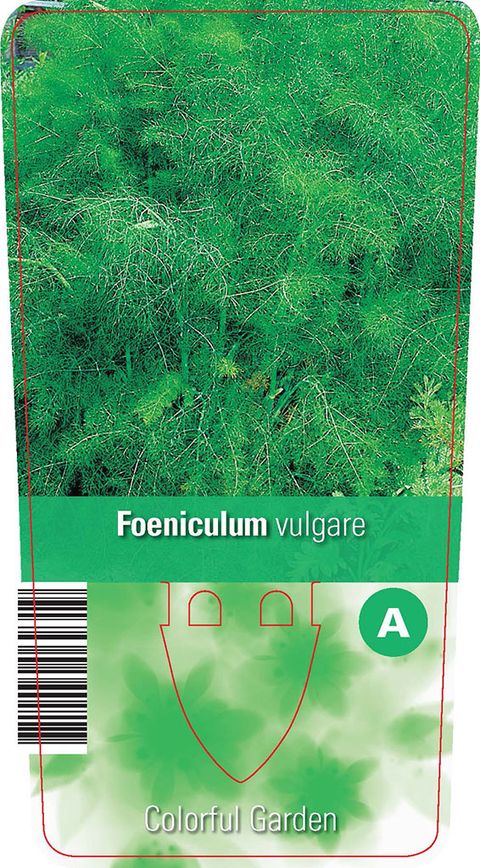 Foeniculum vulgare