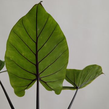 Alocasia macrorrhizos 'Black Stem'