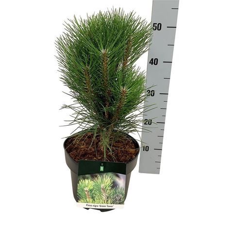 Pinus nigra 'Грин Тауэр'