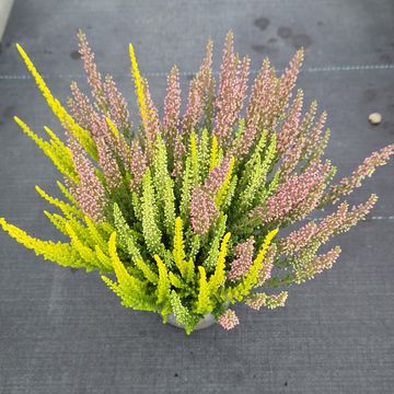 Calluna vulgaris BEAUTY LADIES MIX IN POT