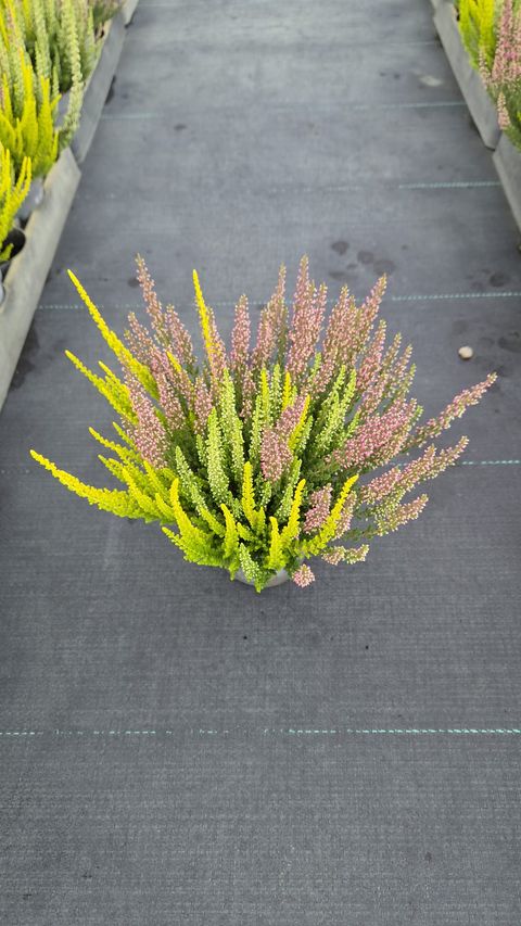 Calluna vulgaris BEAUTY LADIES MIX IN POT