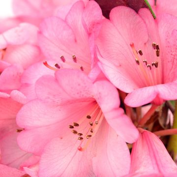 Rhododendron 'Wine and Roses'