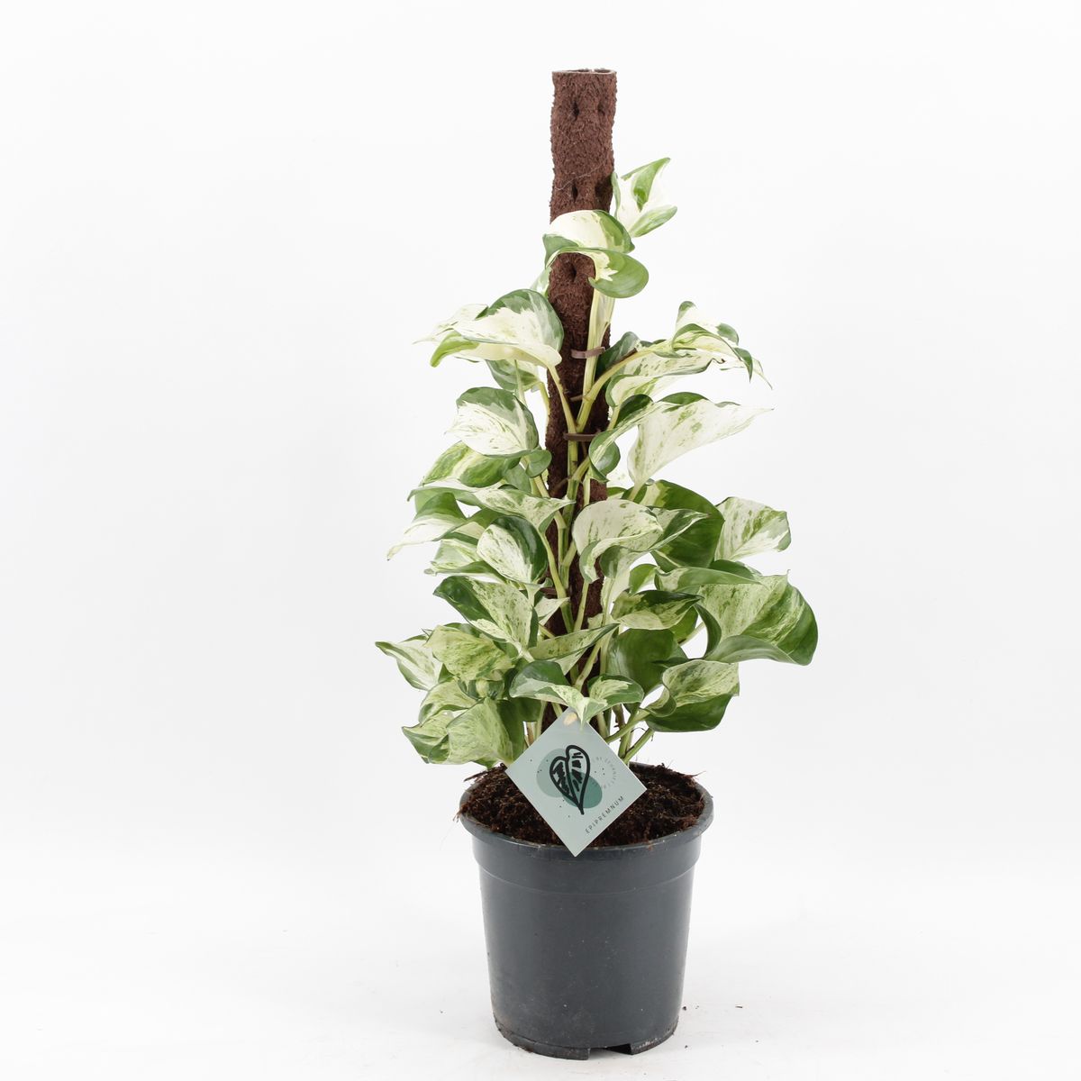 Epipremnum 'Manjula'  Pflanzengrohandel FlorAccess