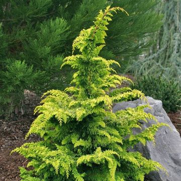 Chamaecyparis obtusa 'Fernspray Gold'