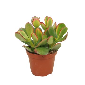 Crassula ovata 'Sunset'