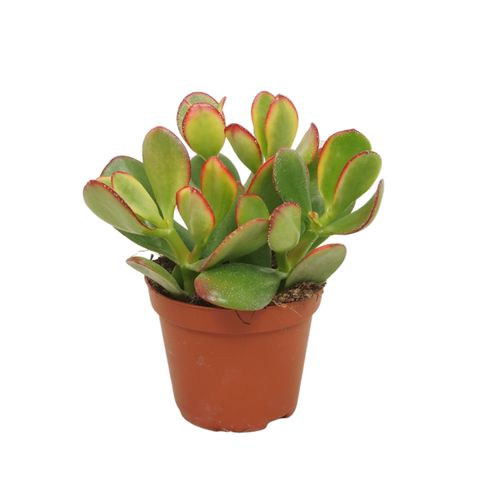 Crassula ovata 'Sunset'