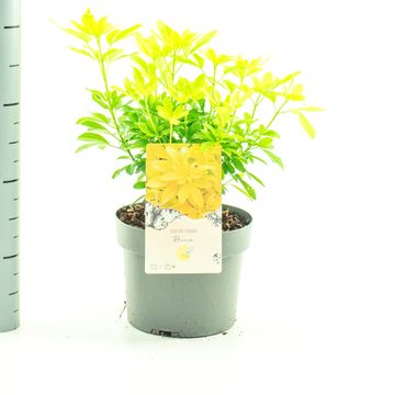 Choisya ternata SUNDANCE