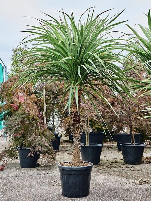 Cordyline indivisa