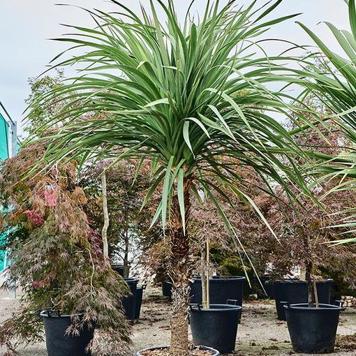 Cordyline indivisa