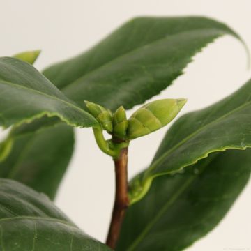 Camellia japonica 'Lady Vansittart'