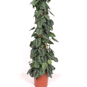 Scindapsus pictus 'Trebie'