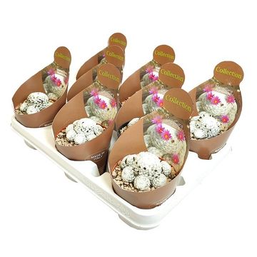 Mammillaria humboldtii