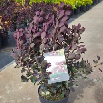 Cotinus coggygria 'Lilla'