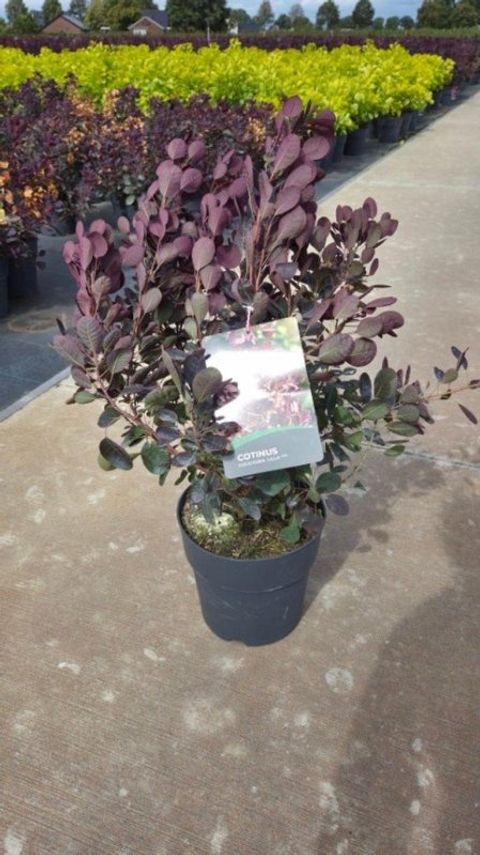 Cotinus coggygria 'Lilla'