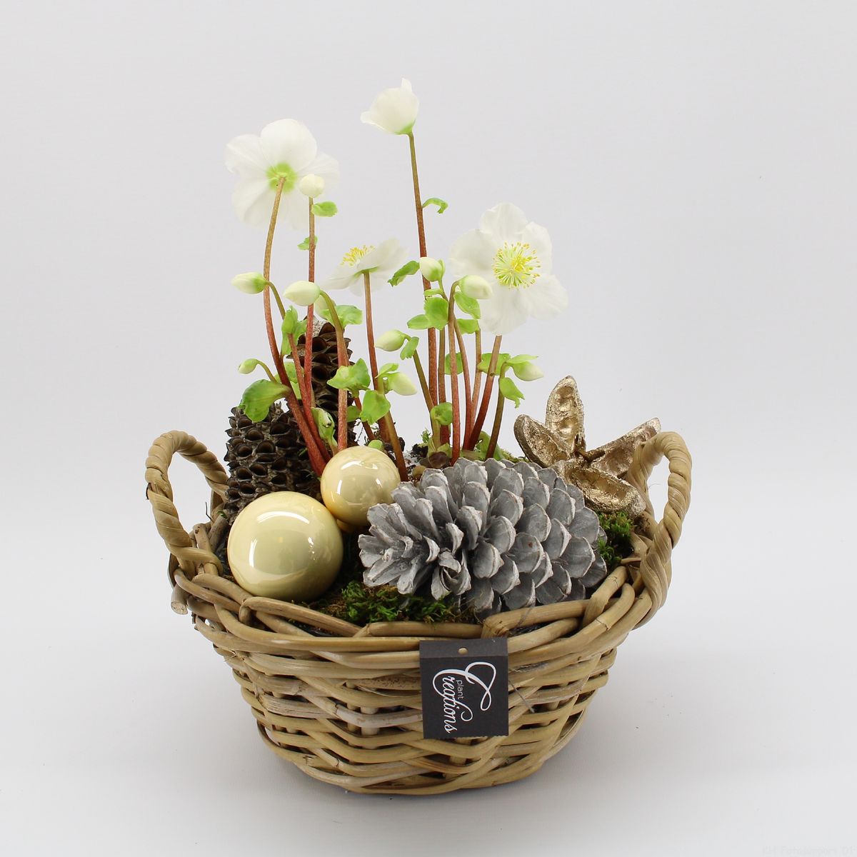 Arrangement Helleborus — Plant Wholesale FlorAccess