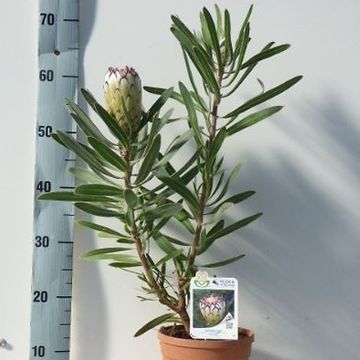 Protea 'White Night'