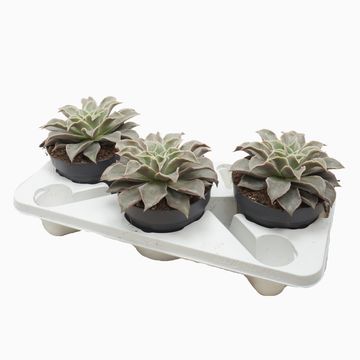 Echeveria 'Maradiba'